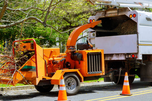 Best Tree Disease Treatment  in Auburn, CA